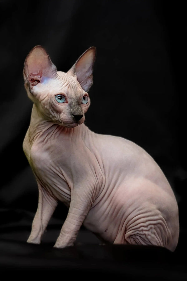 Hairless Sphynx kitten Rikkie with blue mink color, wrinkled skin, and big ears