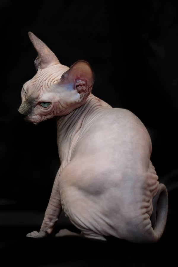 Hairless Sphynx kitten Rikkie with blue mink skin and big ears waiting to meet you