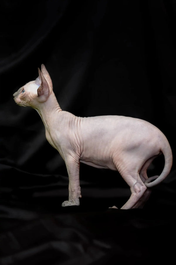 Sphynx Kitten Rikkie in blue mink fur, showing off his wrinkled skin profile