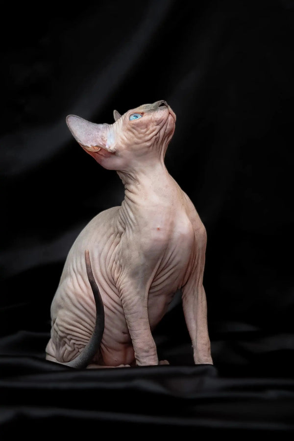 Hairless Sphynx kitten Rikkie in blue mink, sitting upright with a head tilt