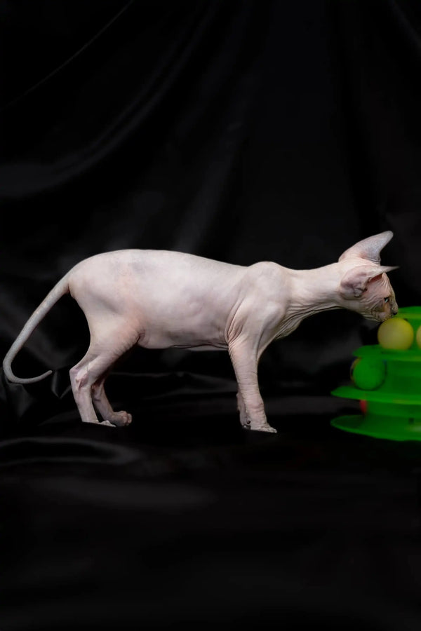 Sphynx kitten Rikkie with pale pink skin on dark surface, ready to meet you!