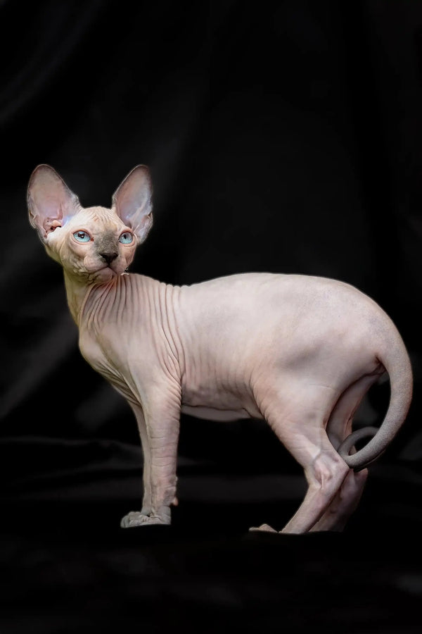 Meet Rikkie, the adorable blue mink Sphynx kitten with big ears and sweet wrinkles