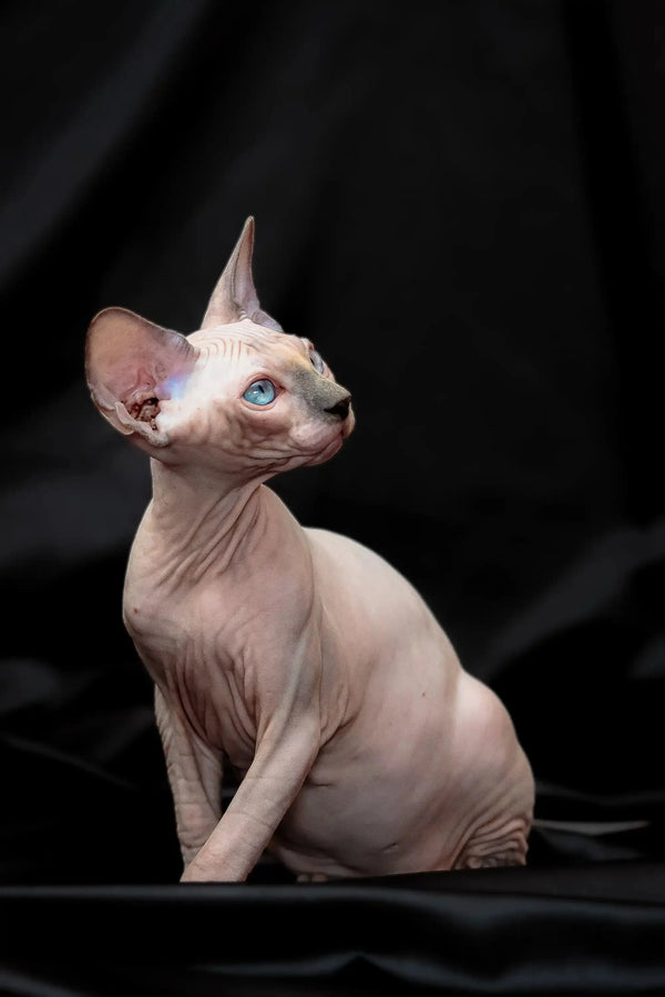 Hairless Sphynx kitten Rikkie with stunning blue mink eyes sitting proudly