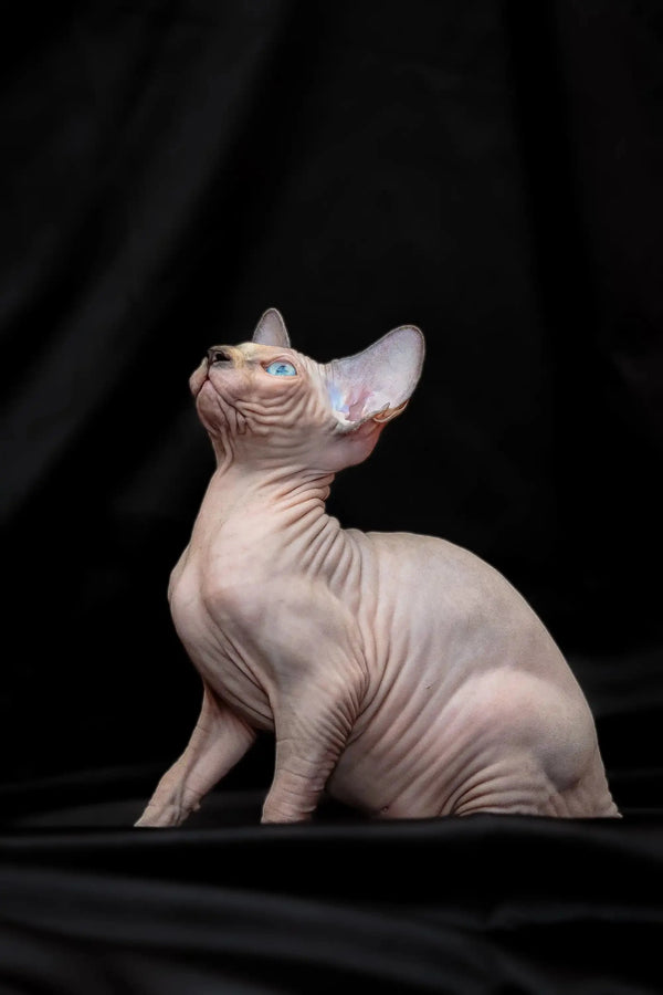 Sphynx kitten Rikkie, a cute blue mink, sitting pretty with head tilted up