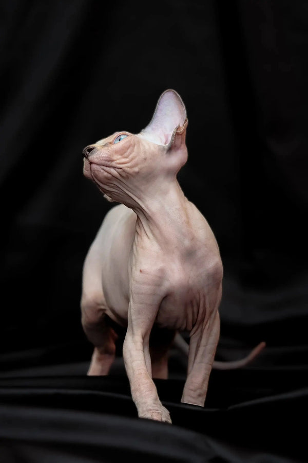 Sphynx kitten Rikkie, a cute blue mink with wrinkled skin, looking up adorably