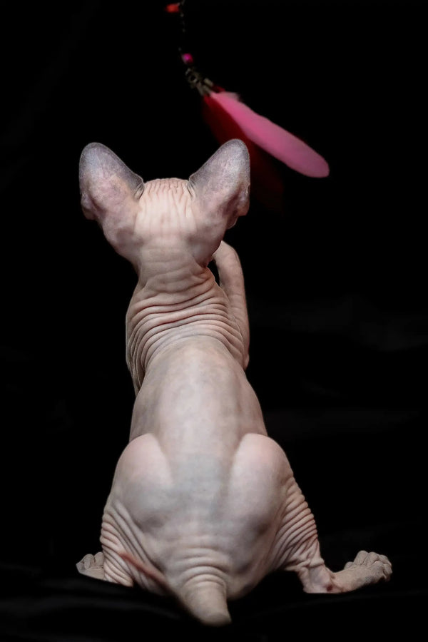 Sphynx kitten Rikkie sitting upright, gazing at a pink toy above its head