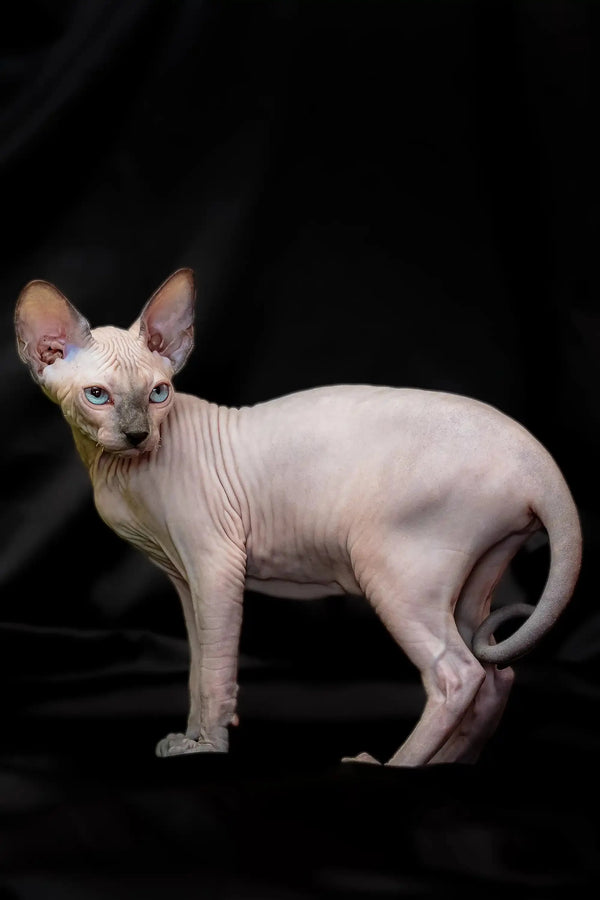 Meet Rikkie, the adorable blue mink Sphynx kitten with wrinkled pink skin and big ears