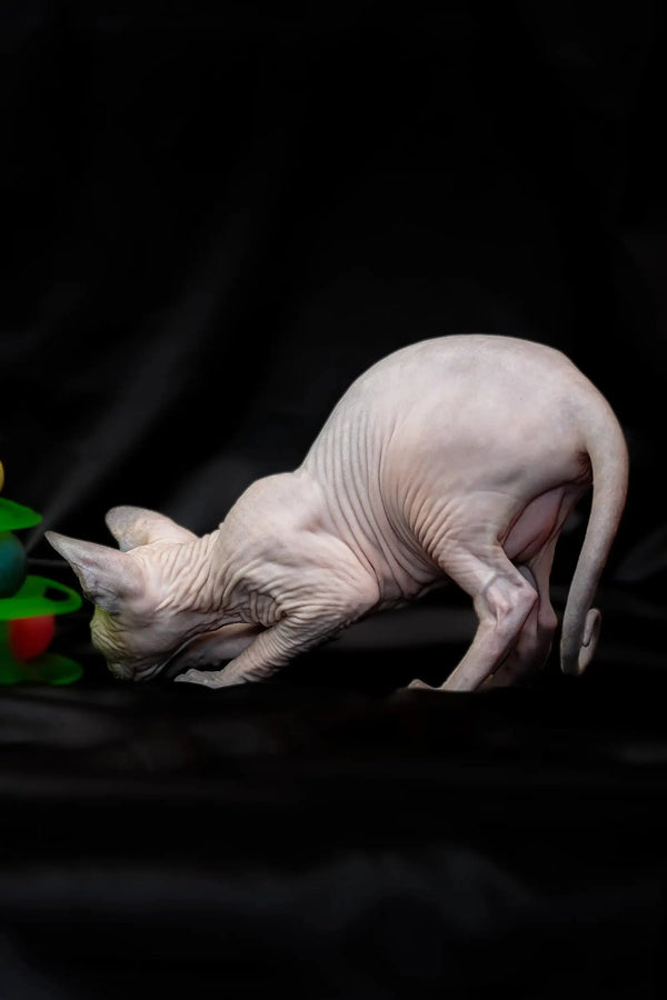 Meet Rikkie, the adorable blue mink Sphynx kitten with cute wrinkled skin