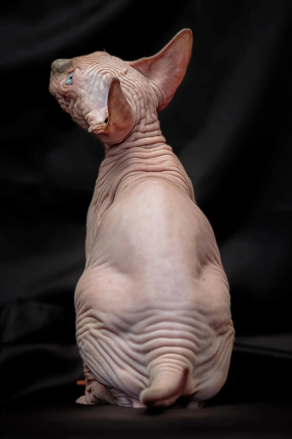 Meet Rikkie, the adorable blue mink Sphynx kitten with big ears and cute wrinkles