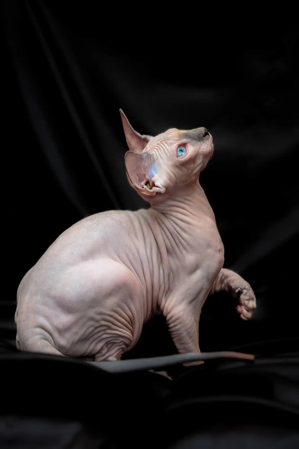 Cute Hairless Sphynx Kitten Rikkie with blue mink skin in a dark background