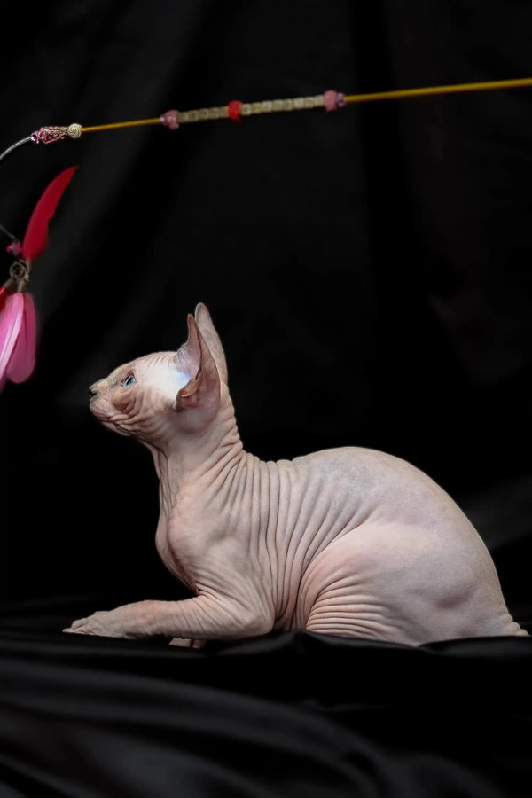 Hairless Sphynx kitten Rikkie in blue mink color, eagerly eyeing a toy above
