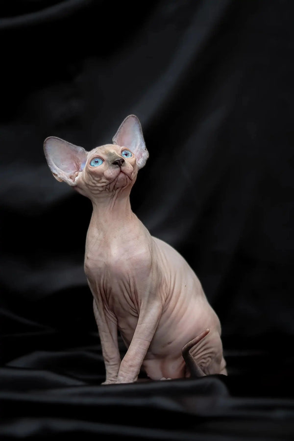 Rikkie Sphynx Kitten Beautiful Blue Mink Big Ears - Main Image