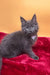 Gray Maine Coon kitten named Riko, perfect for cat lovers and cozy homes