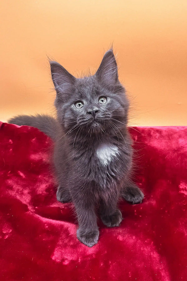 Adorable Gray Maine Coon kitten named Riko, perfect for cat lovers