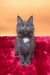 Adorable Gray Maine Coon kitten named Riko ready for cuddles and fun!