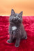 Gray Maine Coon kitten named Riko with a cute white chest. Perfect new pet!