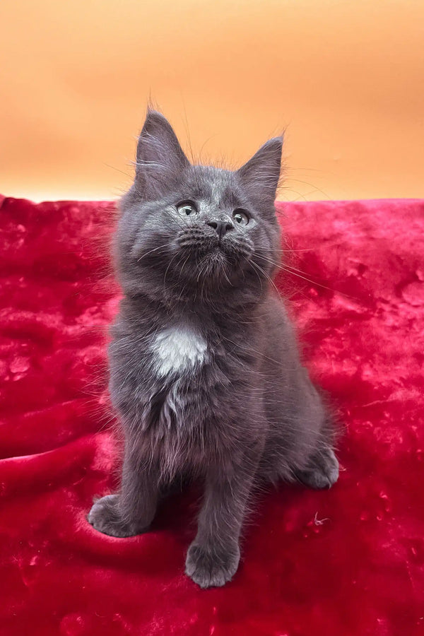 Gray Maine Coon kitten named Riko with a cute white chest. Perfect new pet!