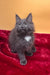 Gray Maine Coon kitten Riko with a cute white chest patch looking adorable