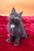 Gray Maine Coon kitten Riko with a cute white chest patch looking adorable