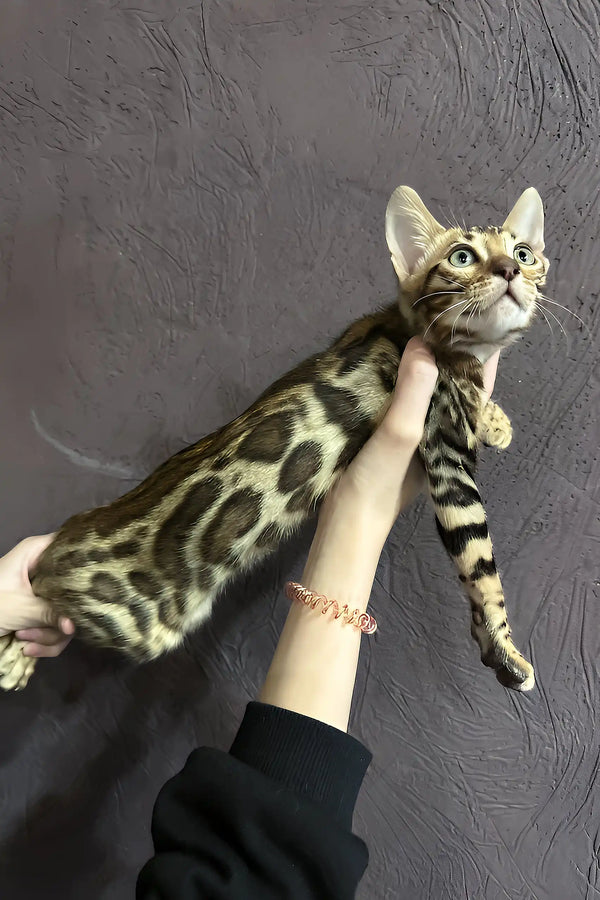 Spotted Bengal cat held up, showcasing the adorable Riku Bengal Kitten