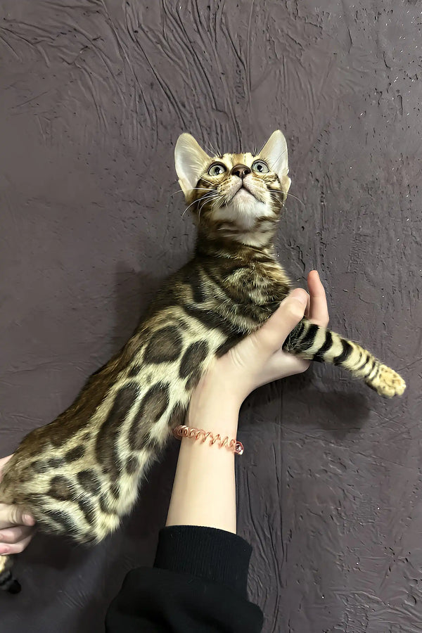 Spotted Bengal cat Riku looking adorable in the Bengal Kitten product display