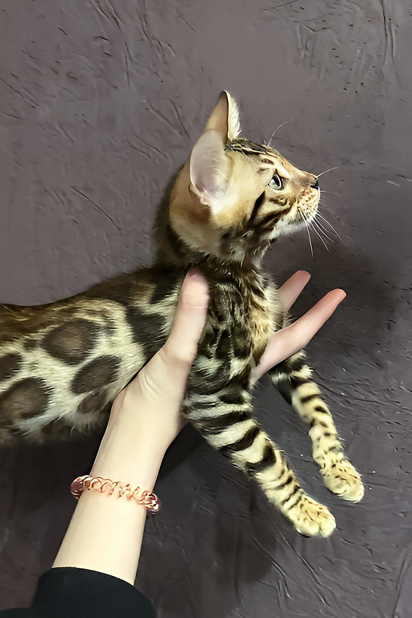 Spotted and striped Bengal cat Riku, a playful Bengal kitten, lounging cutely