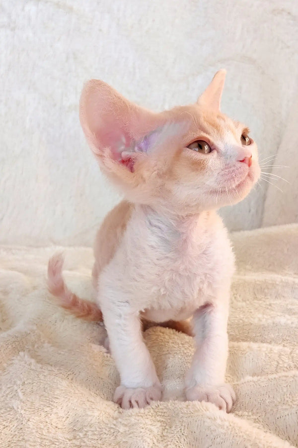 Cute cream and peach Cornish Rex kitten for Riley Devon Rex Kitten product page