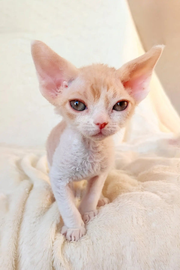 Pale curly-haired Devon Rex kitten named Riley with big ears and a playful vibe