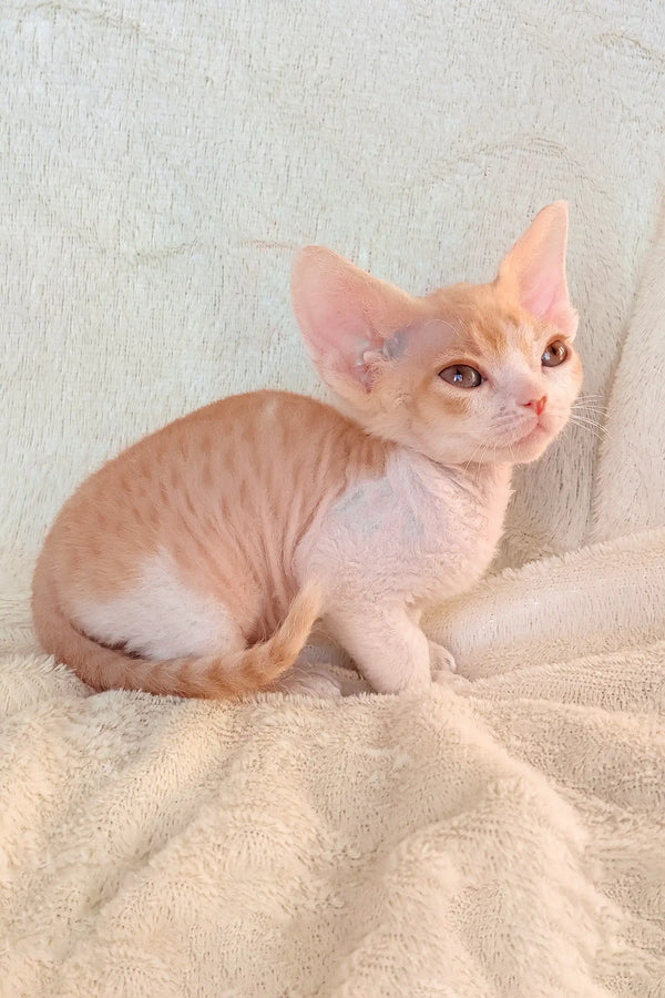 Peach-colored Devon Rex kitten named Riley, perfect for cat lovers and cozy vibes