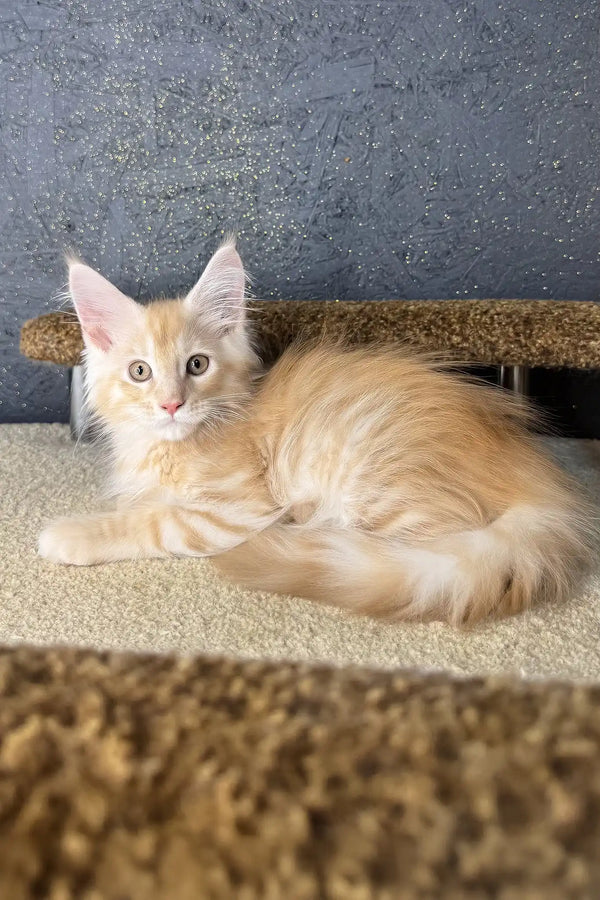 Rim | maine coon kitten