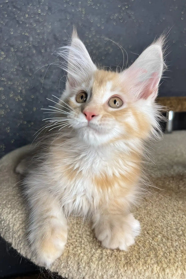 Rim | maine coon kitten
