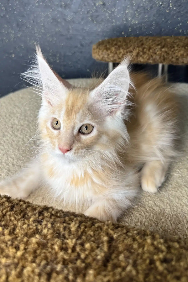 Rim | maine coon kitten