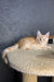 Rim | maine coon kitten