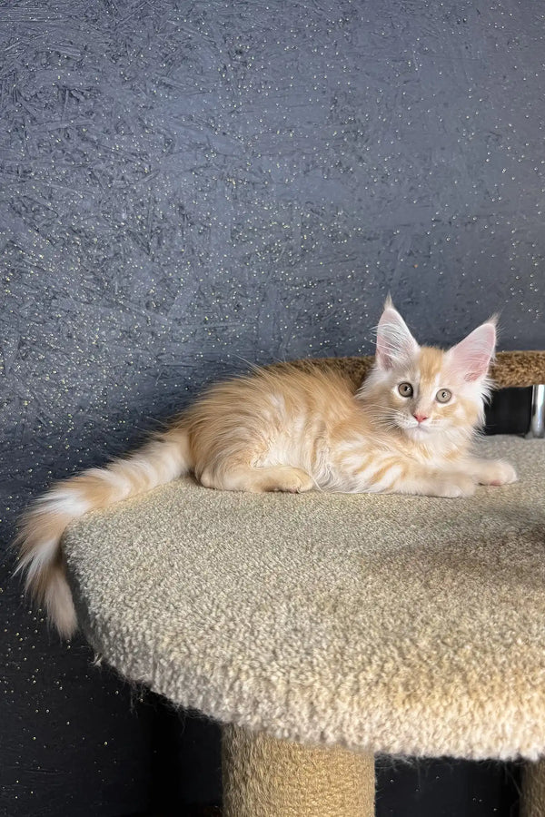 Rim | maine coon kitten