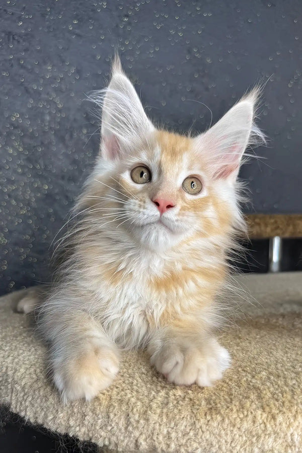 Rim | maine coon kitten