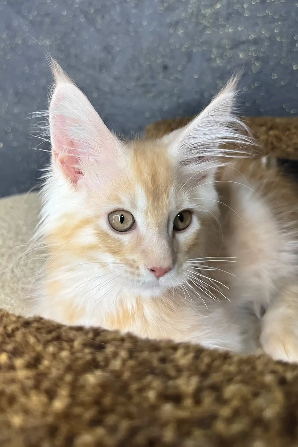 Rim | maine coon kitten