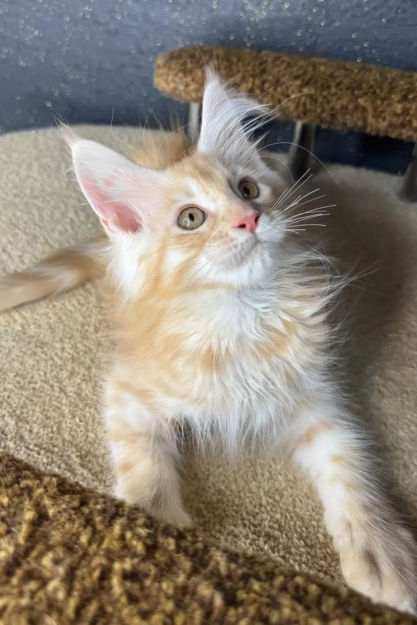 Rim | maine coon kitten