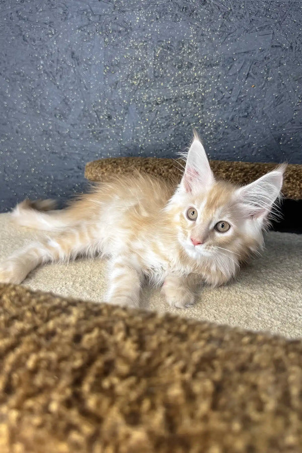 Rim | maine coon kitten