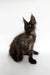 Adorable Black Maine Coon kitten featured in the Rim Maine Coon Kitten product line