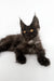 Adorable Black Maine Coon kitten in Rim product for feline lovers