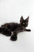 Cute Black Maine Coon kitten from the Rim Maine Coon Kitten collection