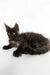 Adorable Black Maine Coon kitten featured in the Rim Maine Coon Kitten product