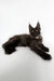 Black Maine Coon cat featured in the Rim Maine Coon Kitten product