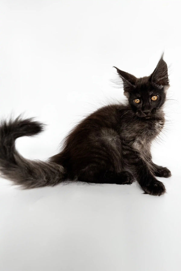 Cute Black Maine Coon kitten from the Rim Maine Coon Kitten collection