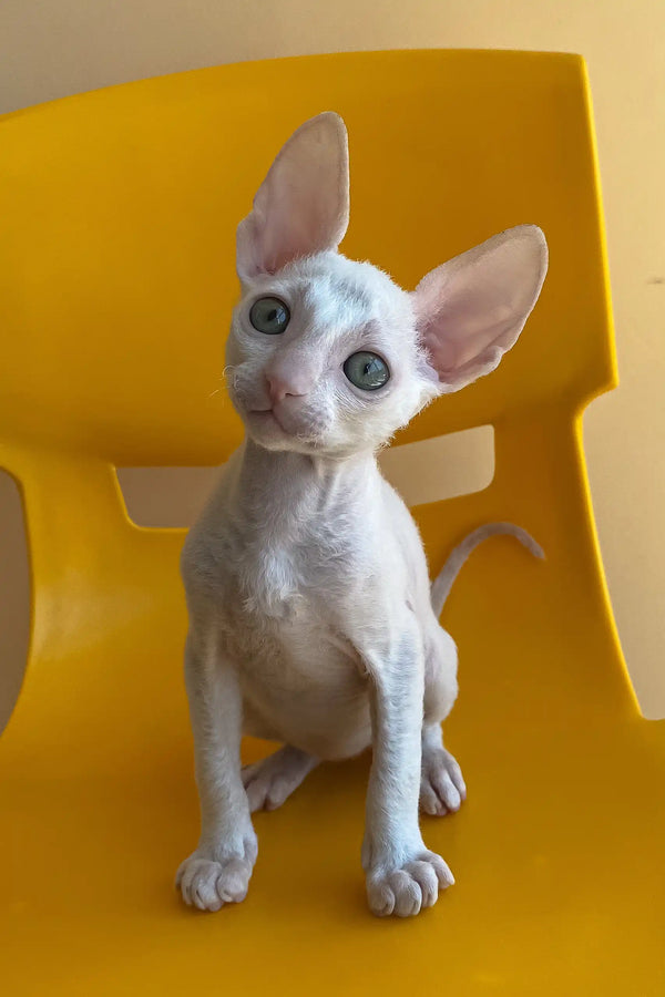 Rimini Cornish Rex Kitten Lovable Companion - Main Image