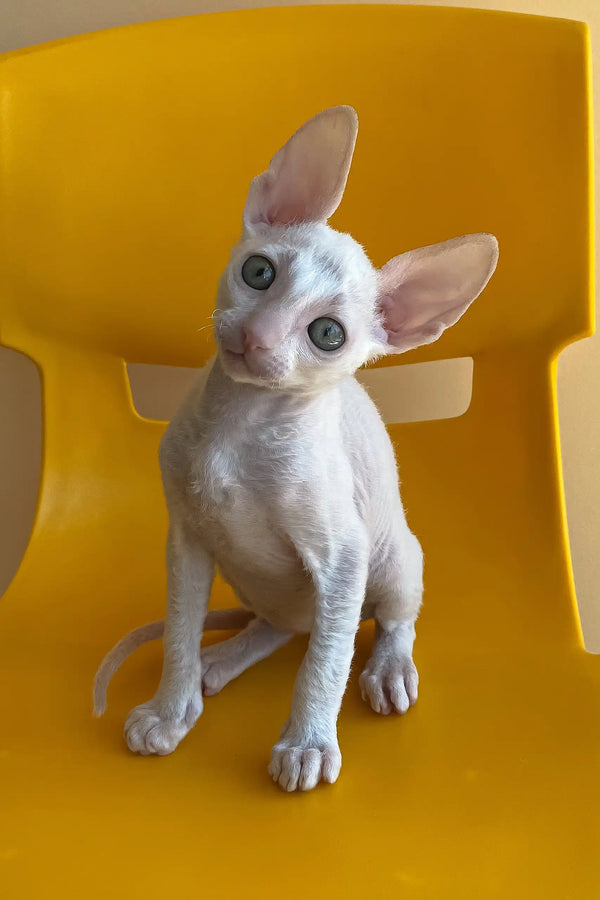 Rimini | cornish rex kitten