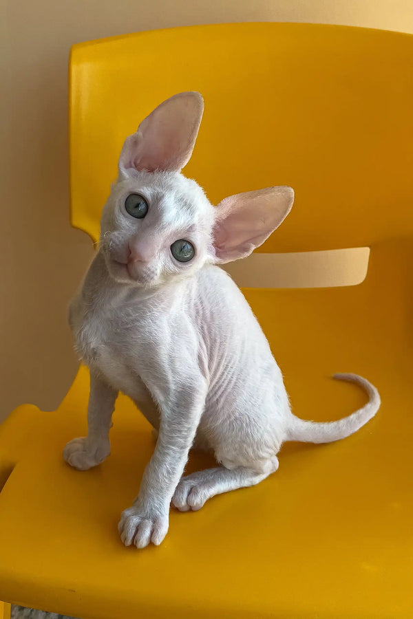 Rimini | cornish rex kitten