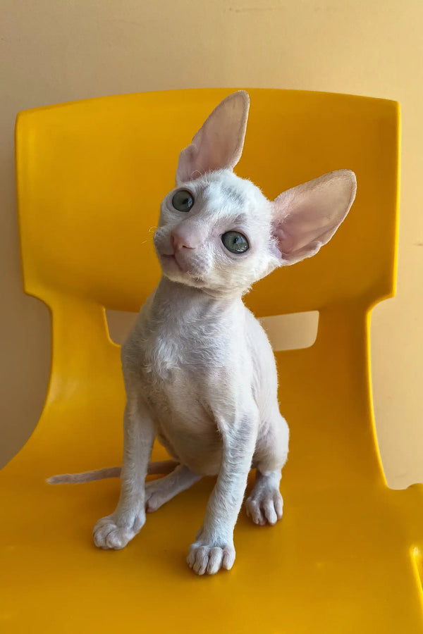 Rimini | cornish rex kitten