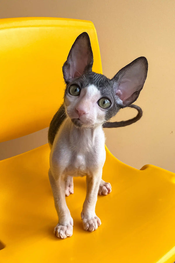 Rio | cornish rex kitten
