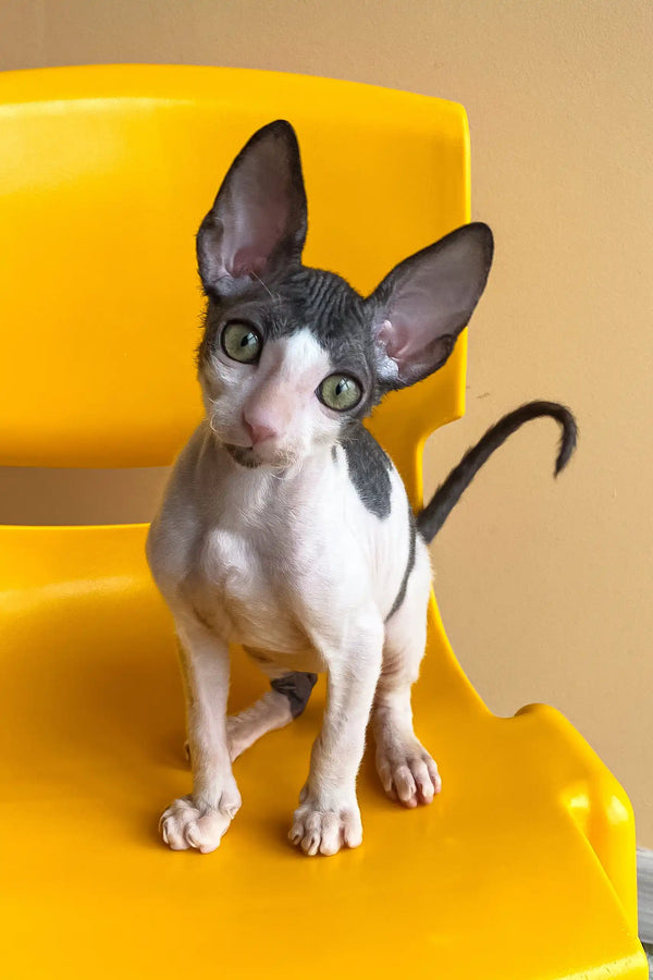 Rio | cornish rex kitten